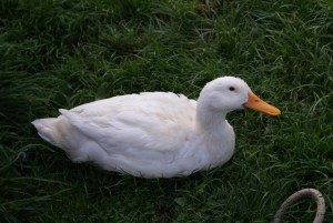 Duck Farm Cottage